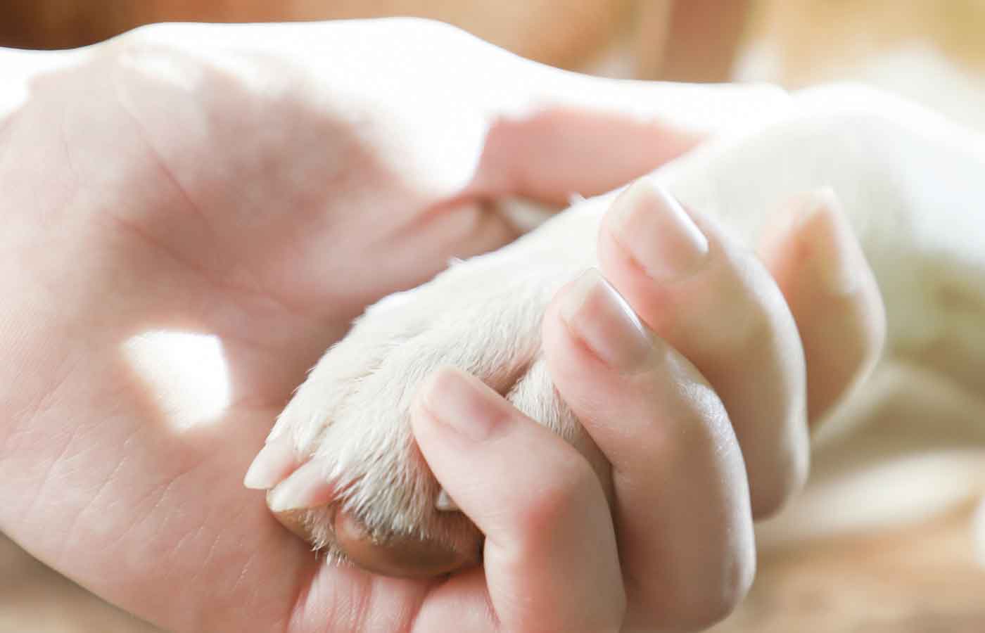 A girl holding a dog's paw, toned.