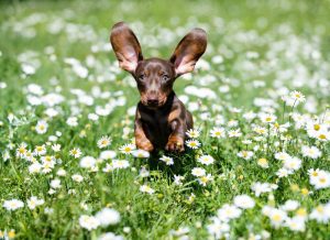 Dachshunds,Puppy,Are,Playing,On,The,Grass