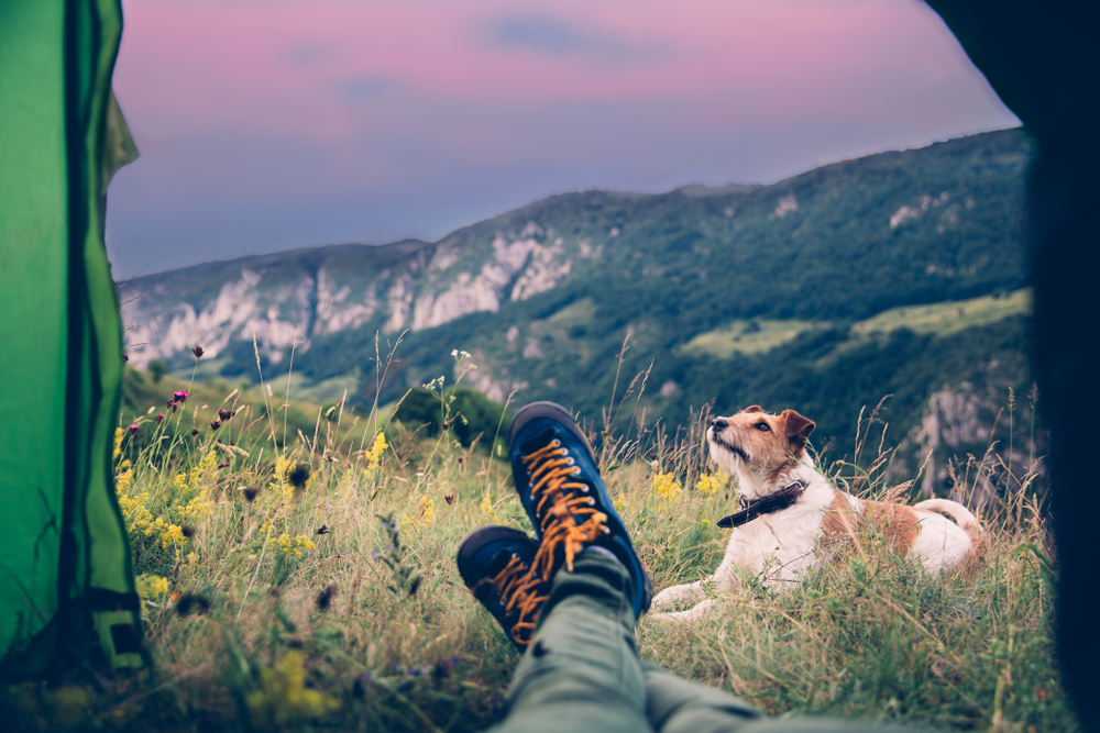 5 Guidelines for Camping and Hiking With Your Dog | Acorn Animal Hospital