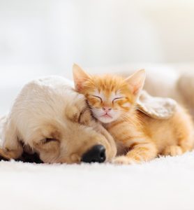 sleeping kitten and puppy on white rug