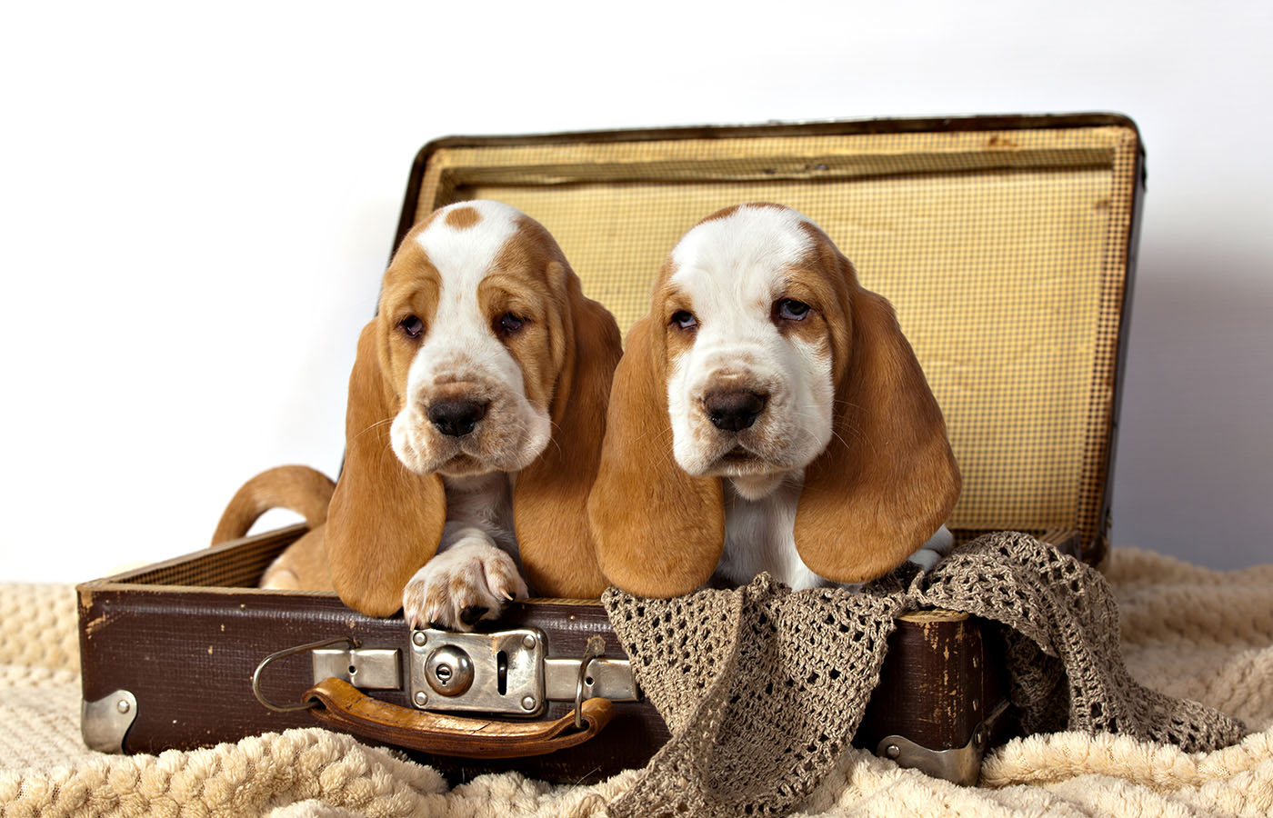 hound puppies in suitcase