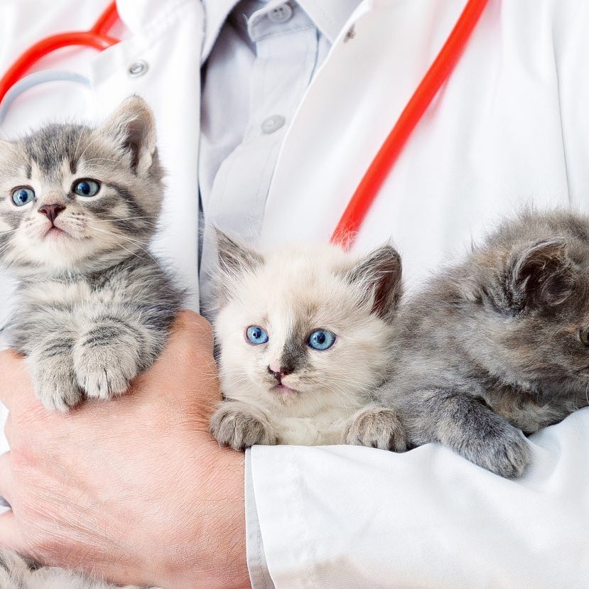 Little fluffy group of cats at vet appointment. Man vet doctor holding many kittens cats for check health, animal pets check up. 3 Kittens in doctor hands in veterinary clinic. Long web banner.