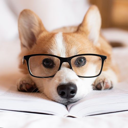 Dog in glasses preparing for the exam, laying on bed and reading a book